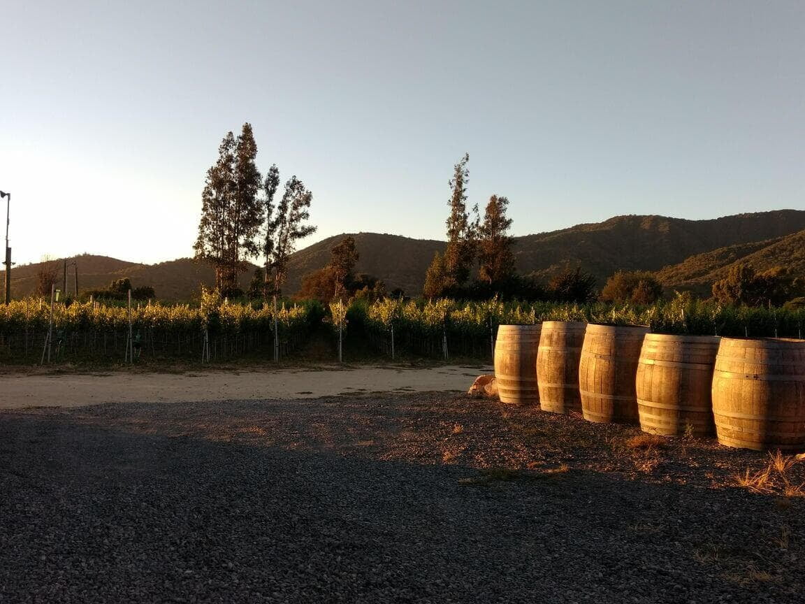 Explorando el Corazón Vitivinícola de Chile: El Valle de Casablanca